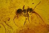 Detailed Fossil Ants (Formicidae) & Fly (Diptera) In Baltic Amber #128292-4